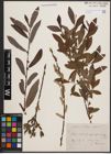 Foto von Salix cinerea L. x Salix purpurea L.